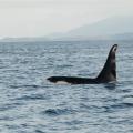 Big bull Orca Whale